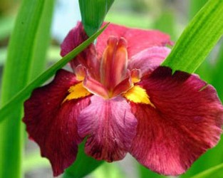 Ann Chowning Louisiana Iris (Red, Yellow Signals, Early Season), Iris x 'Ann Chowning'